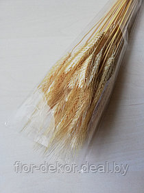 Колосья пшеницы остистой ,натуральные осветленные, 50+шт.