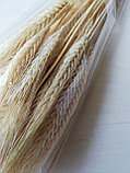 Колосья пшеницы остистой ,натуральные осветленные, 50+шт., фото 2