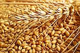 Пшеница для проращивания органическая МукаМол, 500 г, фото 2