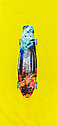 Детский скейт пенни борд принт, длина 55 см, арт. S00123, фото 4
