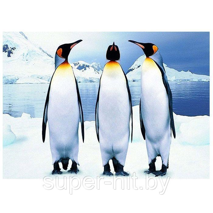 Алмазная мозаика (живопись) "Darvish" 40*50см  Пингвины