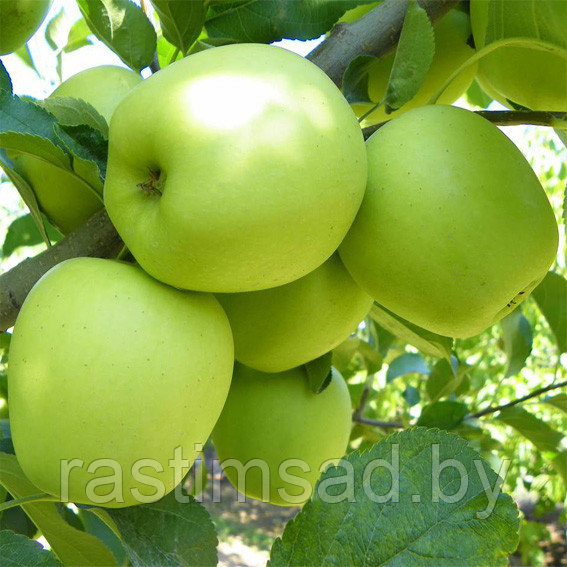 Яблоня Мутсу (Криспин): продажа, цена в Минске. семена, саженцы и ...