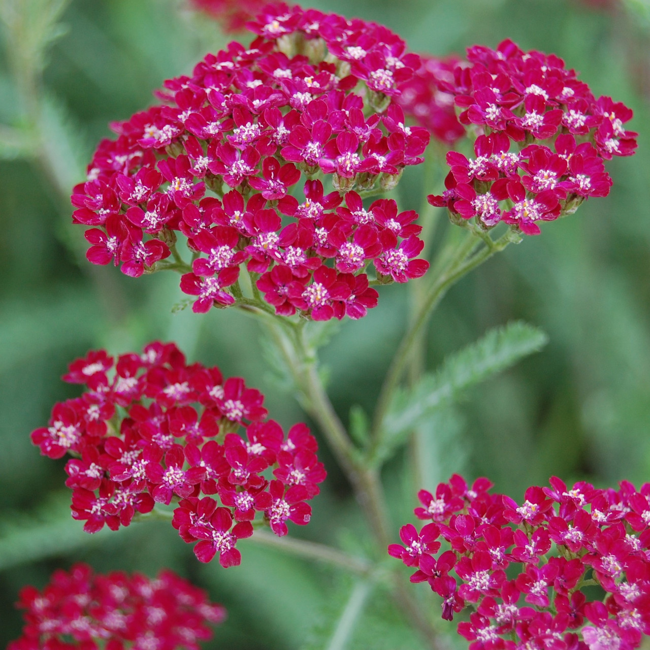 Тысячелистник Achillea