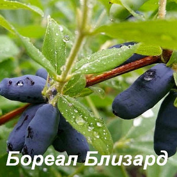 Жимолость "Северная метель" С1,5