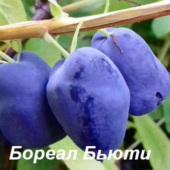 Жимолость "Северная красавица" С1,5