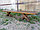 Лавка садовая и банная из массива сосны "Сенатор" 3 метра, фото 2