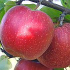 Яблоня Гала, фото 2