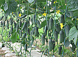 Огурец Каприкорн F1, семена,  10 шт., Турция, (чп), фото 2