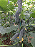 Огурец Лютояр F1, семена, 5 шт., Турция,(чп), фото 2