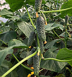 Огурец Лютояр F1, семена, 5 шт., Турция,(чп), фото 4