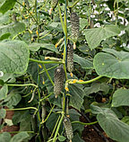Огурец Лютояр F1, семена, 5 шт., Турция,(чп), фото 5