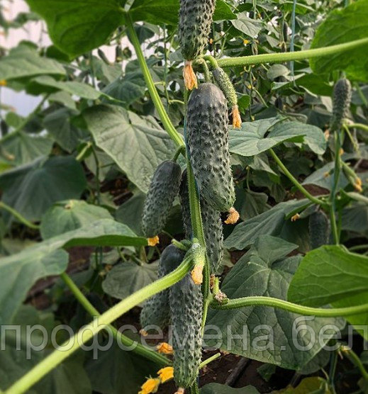 Огурец Лютояр F1, семена, 20 шт., Турция,(чп) - фото 5 - id-p161036766