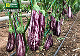 Баклажан Зебрино F1, семена, 5 шт., Турция, (чп), фото 3