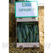 Огурец Сарацин F1, семена,  5 шт., Турция, (чп)