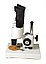 Микроскоп Levenhuk 2ST, бинокулярный, фото 2
