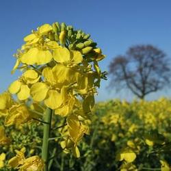 Собирайте органику, а не сжигайте!