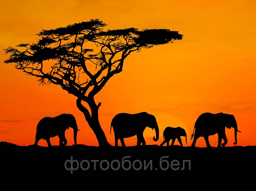 Фотообои Африка на закате