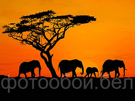 Фотообои Африка на закате