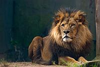 Фотообои Африканский лев
