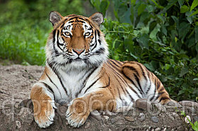 Фотообои Встреча с тигром 2