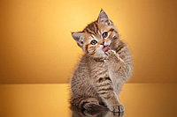 Фотообои Маленький котенок
