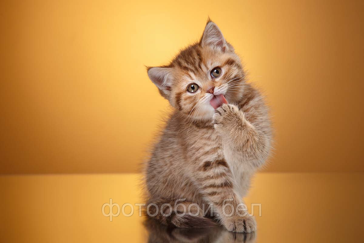 Фотообои Маленький котенок - фото 1 - id-p161804387