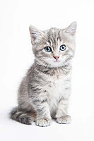 Фотообои Серый котенок