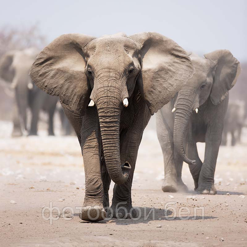 Фотообои Слоны 2