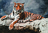 Фотообои Тигр в дымке