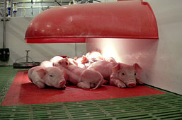 Оборудование для свиноводства ROTECNA в России от первого Поставщика