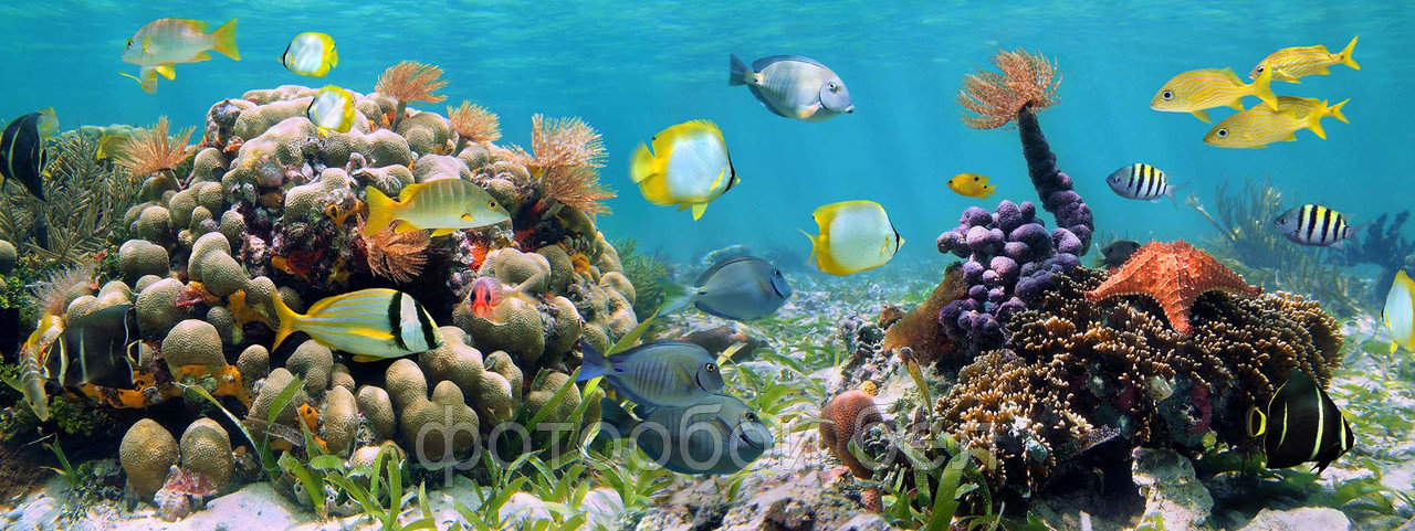 Фотообои Царство на коралловом рифе 3
