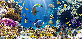 Фотообои Царство на коралловом рифе