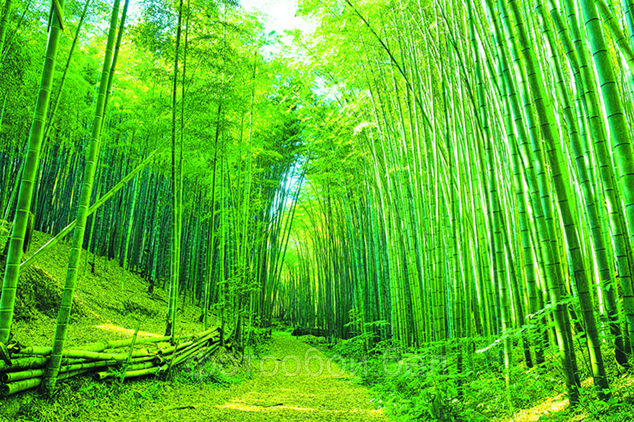 Фотообои Бамбуковый лес - фото 1 - id-p161923128