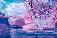 Фотообои Розовый парк