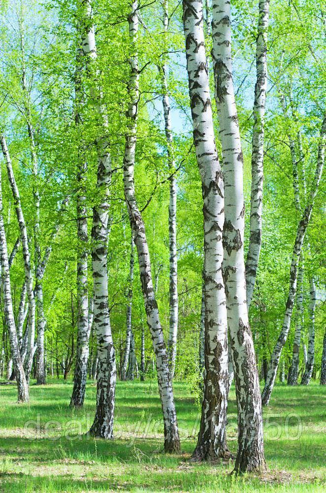 Фотообои Русская берёзка