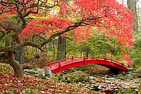 Фотообои Сад в Японии