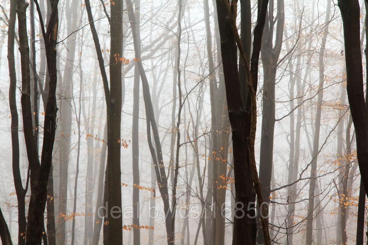 Фотообои Туман в лесу
