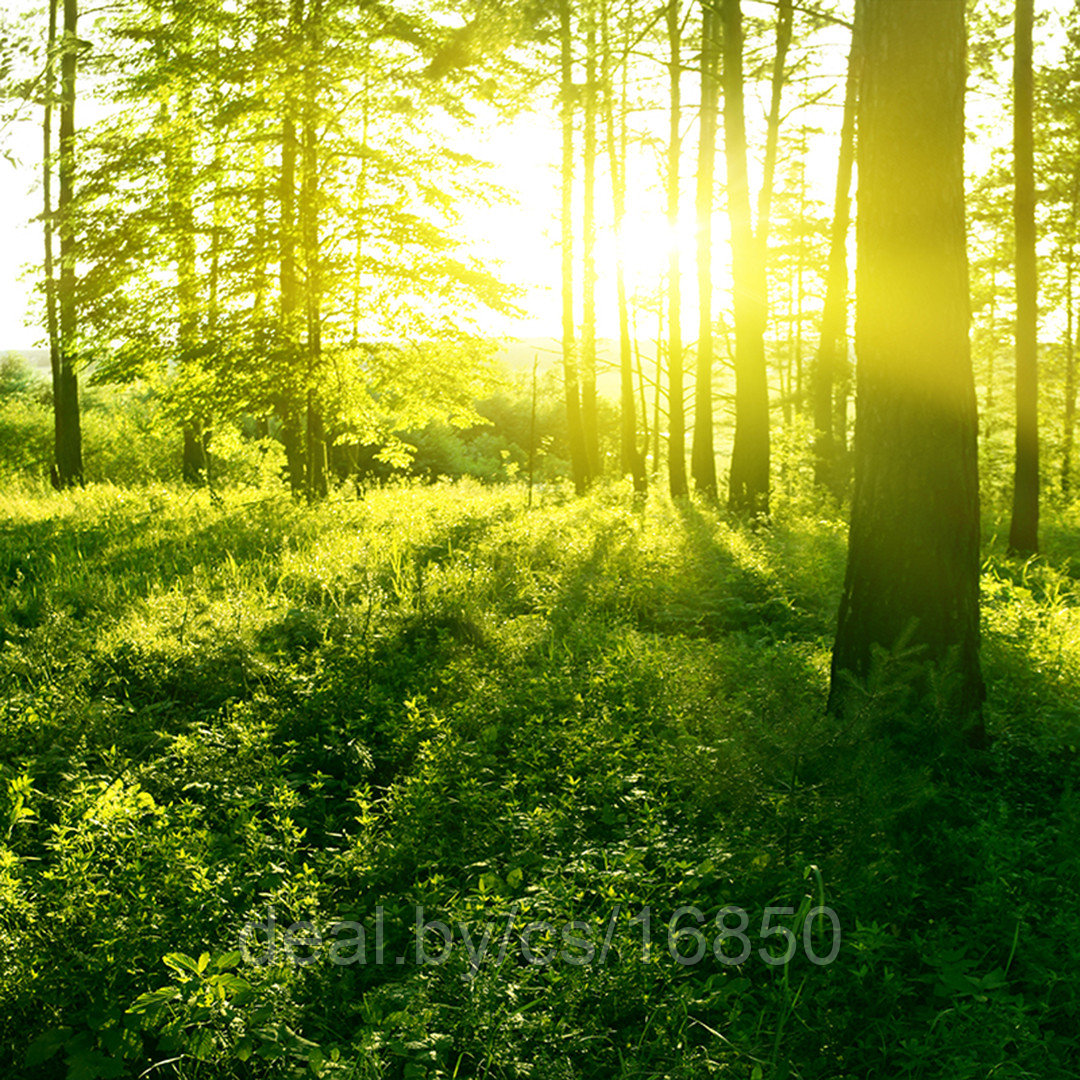 Фотообои Утро в лесу