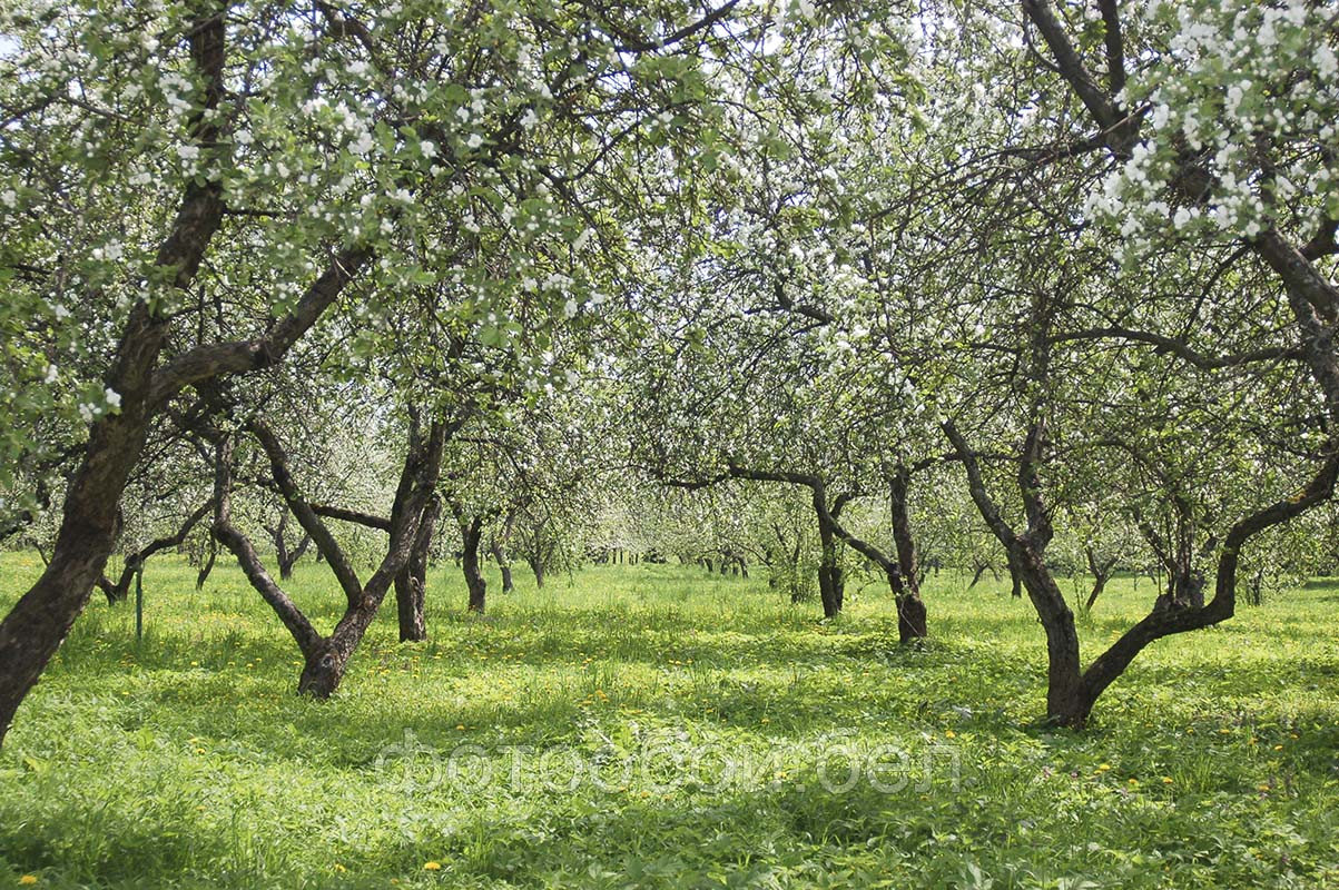 Фотообои Яблочный сад