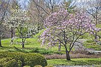 Фотообои Весенний сад