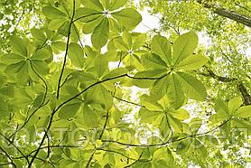 Фотообои Контуры листьев