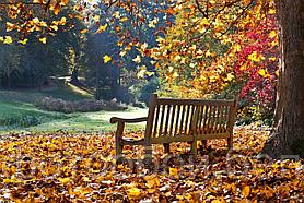 Фотообои Осень в парке