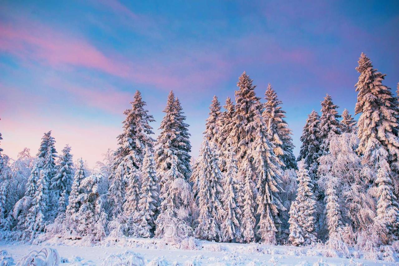 Фотообои Снежный лес