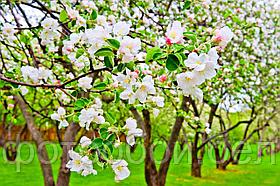 Фотообои Цветение яблони