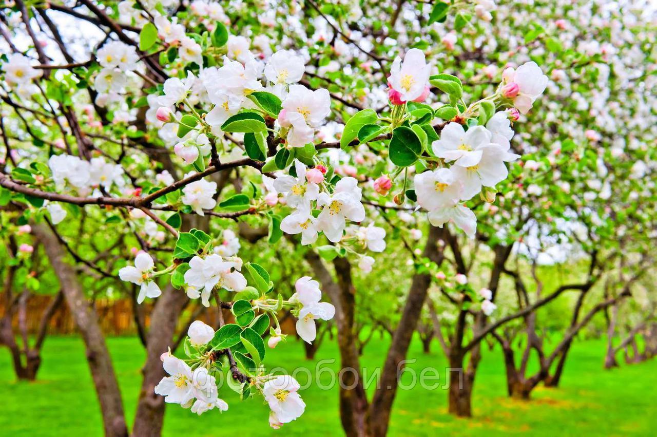 Фотообои Цветение яблони - фото 1 - id-p162009190