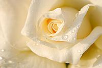 Фотообои Белая роза 2