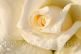 Фотообои Белая роза 2