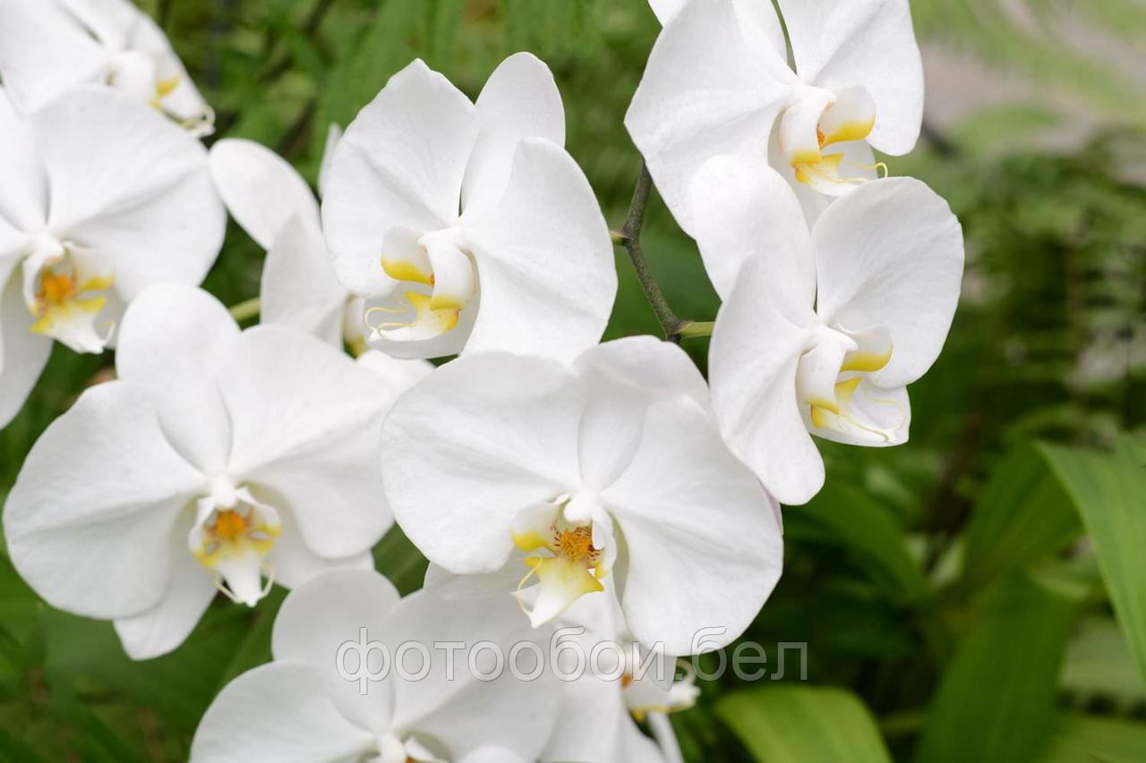 Фотообои Белые орхидеи 2