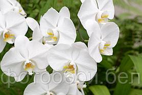 Фотообои Белые орхидеи 2