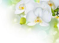 Фотообои Белые орхидеи 3